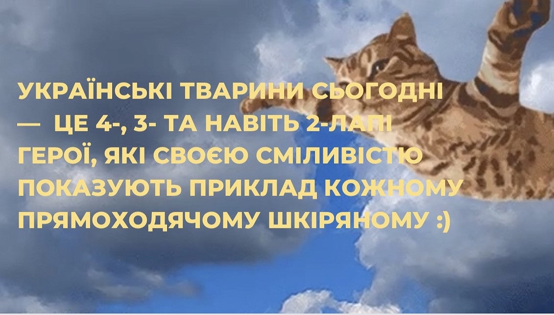 digital image of a flying cat with Ukrainian text