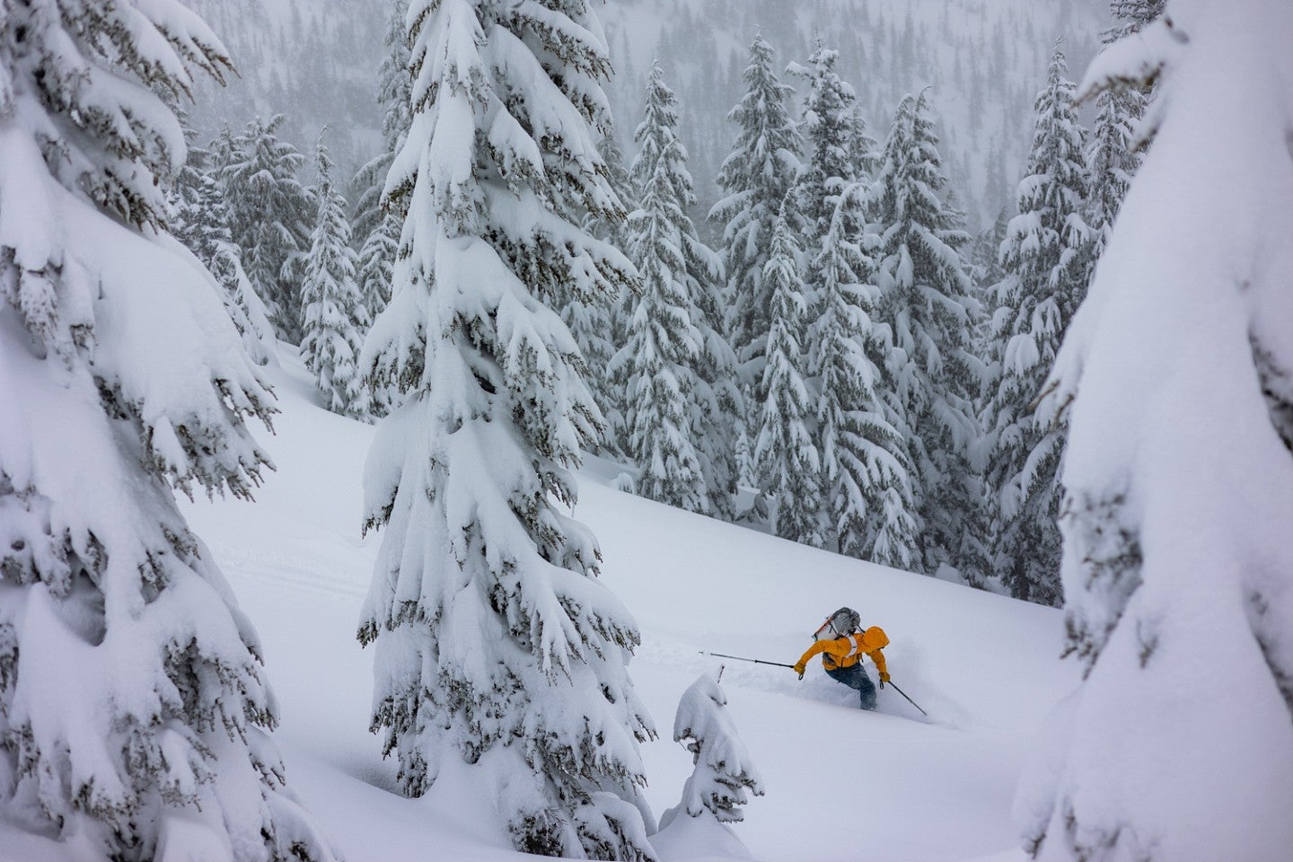 Dan Teitelbaum photo of a person skiing amid towering evergreens covered in snow