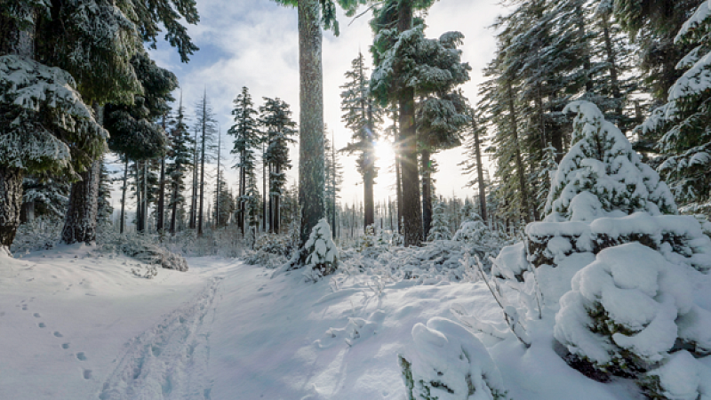 Sun breaking through the trees, illuminating fresh snowfall. 