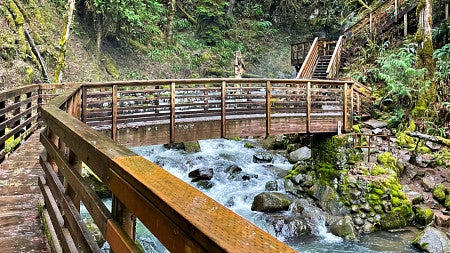 a mountain river flows under a wooden boardwalk and bridge in front of a backdrop of evergreen trees