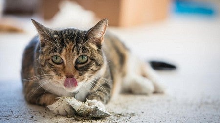 Cat eating catnip