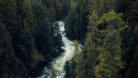 A river runs through a misty forest of pine trees in Oregon.