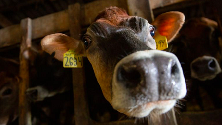 Cows poke their heads out from gates at a dairy farm in Tillamook, Ore., in this Feb. 19, 2020, PHOTO CREDIT - Bradley W. Parks / OPB