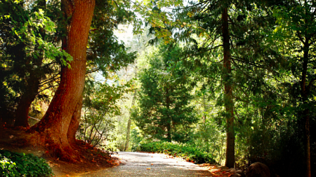 A sunlit wooded path (By Sharefaith from Pexels).
