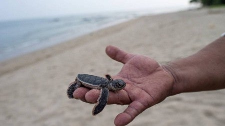 Hand holding a turtle at the beach