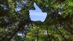 digitally manipulated image shows a thumbs up symbol in the negative space of a tree canopy