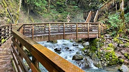 a mountain river flows under a wooden boardwalk and bridge in front of a backdrop of evergreen trees