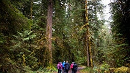 Group of students walking through the Willamette National Forest