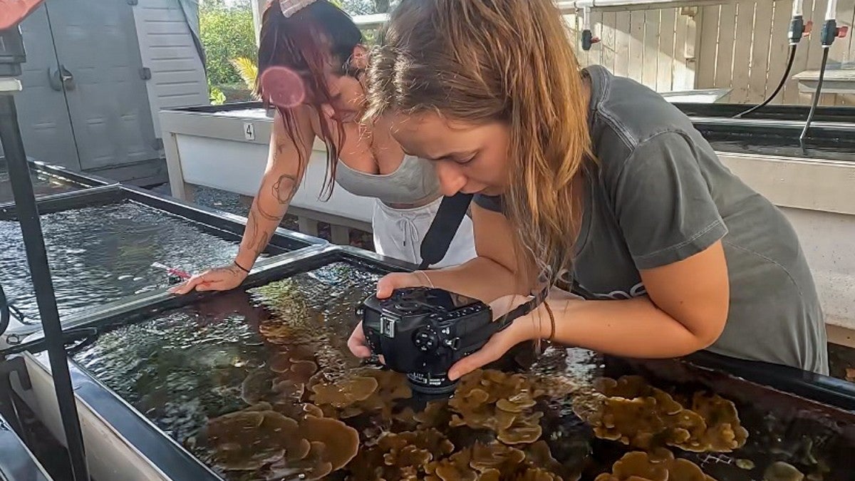 Beatriz Mira takes photos of coral grown in a tank
