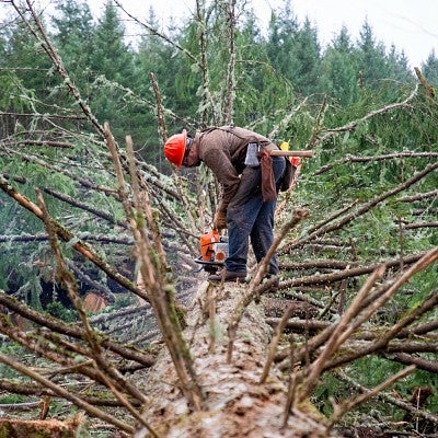 a logger using a chainsaw stands on a large fallen tree