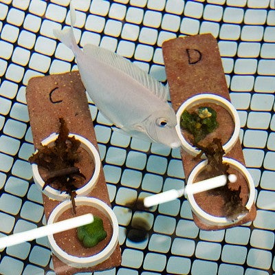 a fish investigates labeled specimens of algae