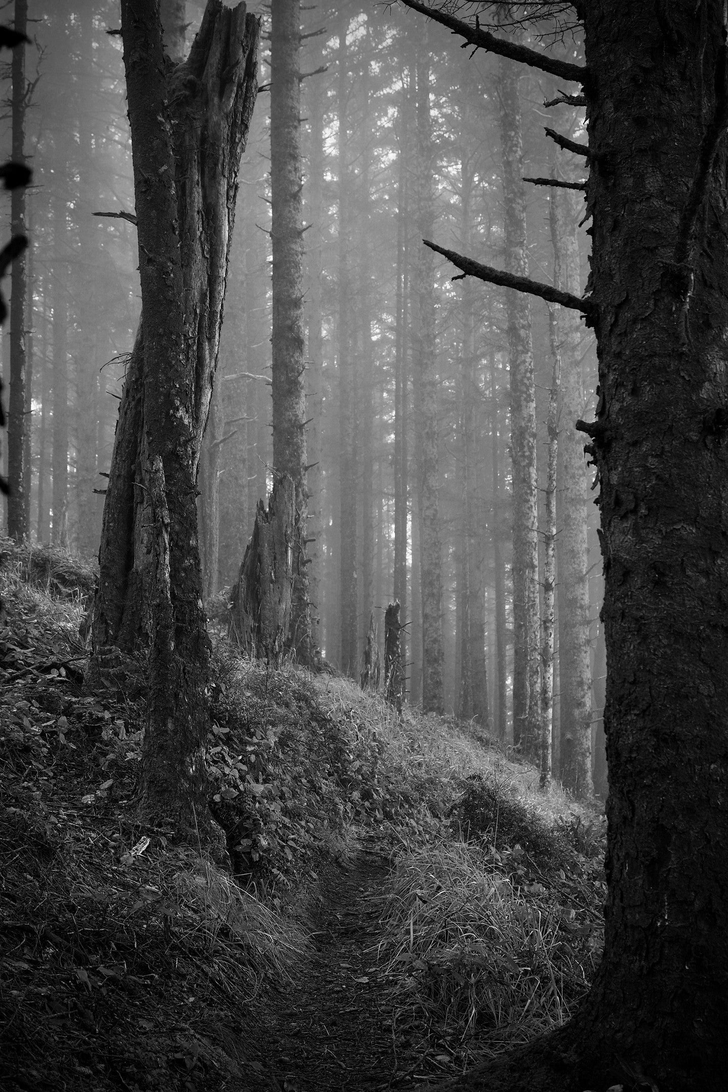 black and white image of evergreen trees in fog