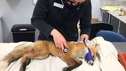 A veterinarian checks the heartbeat of a fox lying on an examination table (PHOTO COURTESY THINK WILD CENTRAL OREGON).