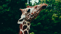 A giraffe looks up into a tree canopy for some leaves to eat (By sk from Pexels).