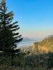 landscape view with the Columbia River Gorge in the background and a large pine tree in the foreground